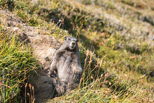 Curious marmot standing up outside his den