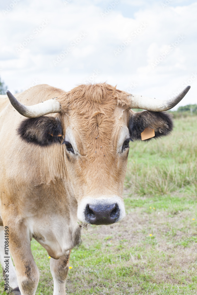 Curious Aubrac beef cow in a summer pasture on a cloudy day. Close up head shot looking at camera Curious Aubrac beef cow in a summer pasture on a cloudy day. Close up head shot looking at camera