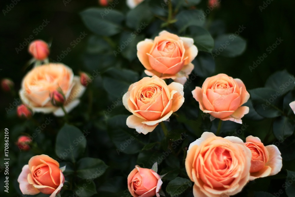 Rose 'Yours in Continued Friendship' planted on the edge of a green lawn. Rose 'Yours in Continued Friendship' planted on the edge of a green lawn.