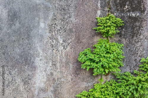 Moss on old wall