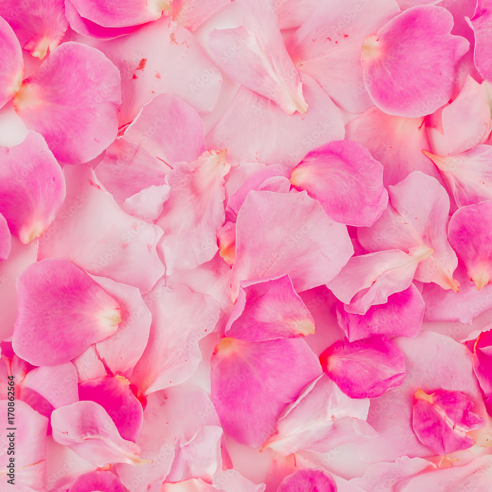 Pattern of pink rose petals. Valentine's day concept. Flat lay, top view