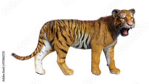 Fényképezés 3D Rendering Big Cat Tiger on White