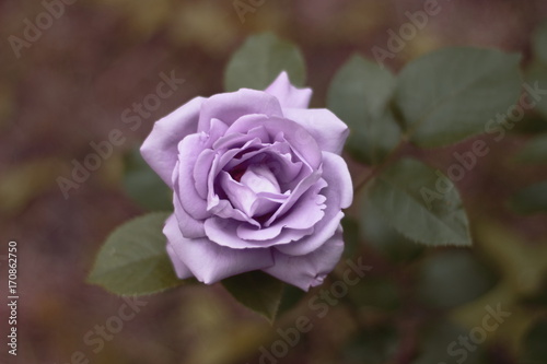Beautiful blue rose -  Indigoletta .
