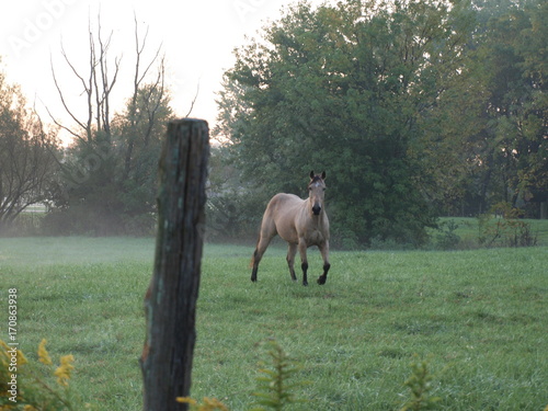 Horse at Sunrise