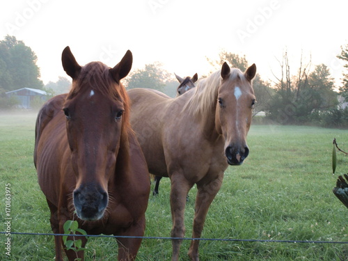 Horses at Sunrise