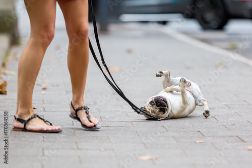 pug at the leash rolls on the sidewalk photo