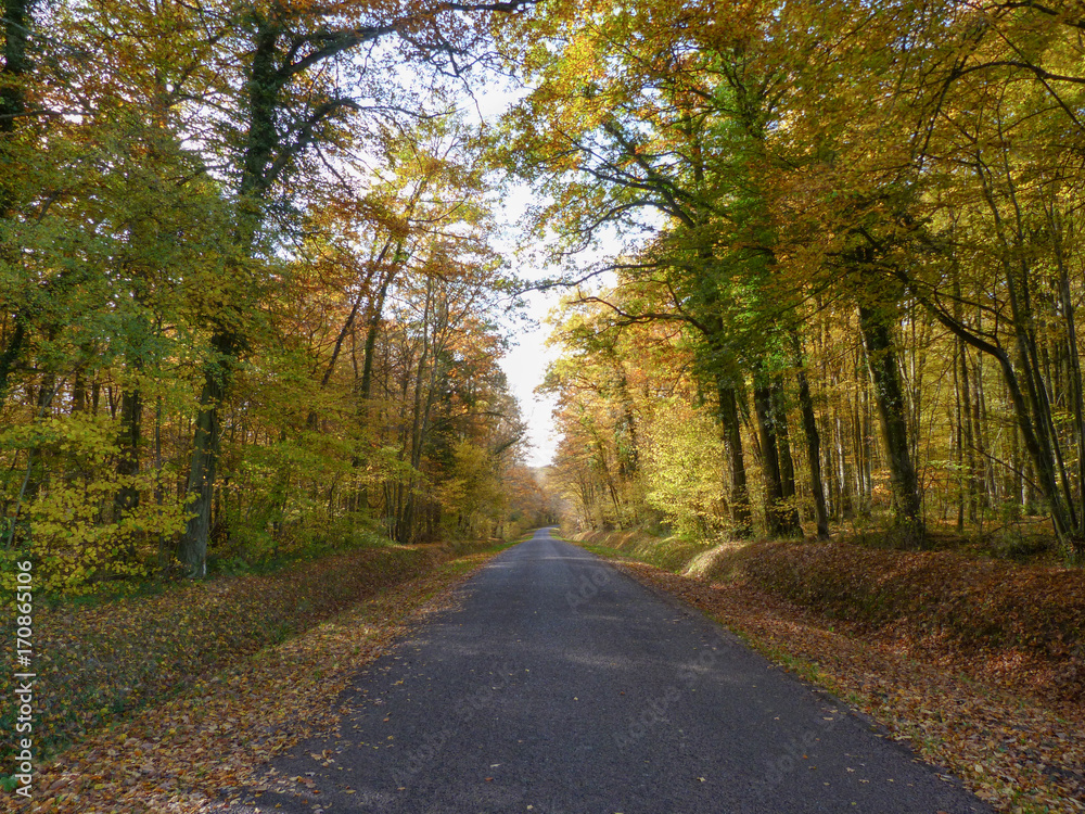 Route dans une forêt à l'automne