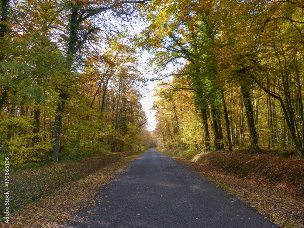 Route dans une forêt à l'automne Route dans une forêt à l'automne