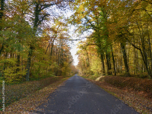 Route dans une forêt à l'automne