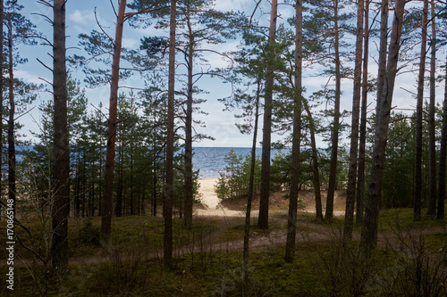 Forest, dunes, sea