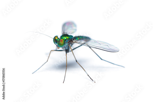 Green-to-blue metallic lustre long legged fly isolated on white background © phichak