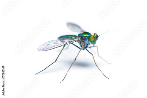 Green-to-blue metallic lustre long legged fly isolated on white background