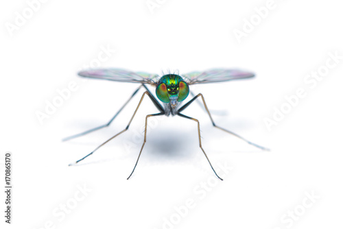 Green-to-blue metallic lustre long legged fly isolated on white background photo