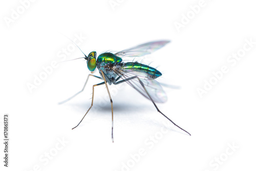 Green-to-blue metallic lustre long legged fly isolated on white background