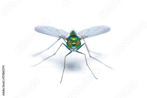Green-to-blue metallic lustre long legged fly isolated on white background
