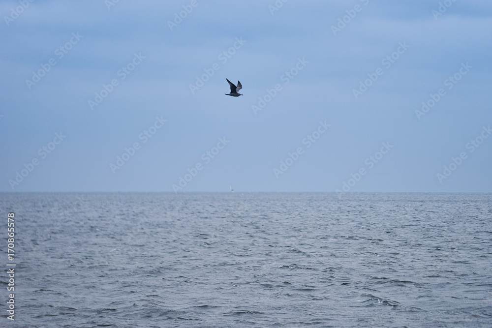 Seagull over the sea. 