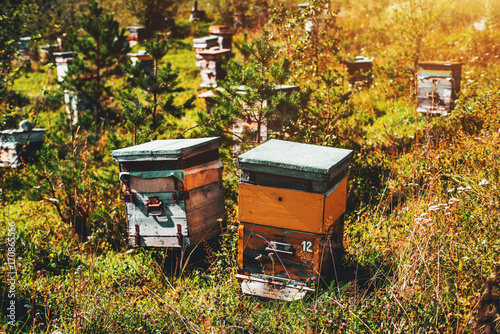 Close-up view of two wooden beehives standing on meadow and surrounded by small spruces, native grasses and wildflowers, multiple hives in background, autumn sunny day, Chemal district, Altai, Russia photo