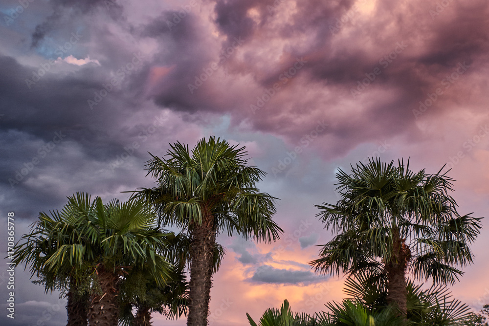 Palm trees before the storm