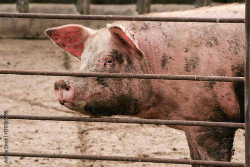Hog Behind Fence
