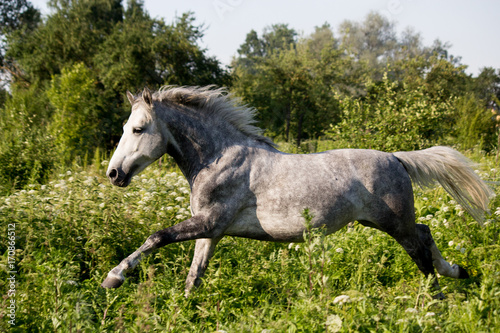 Beautiful gray pony running at the pasture