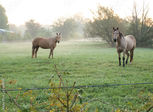 Horses in Pasture at Sunrise