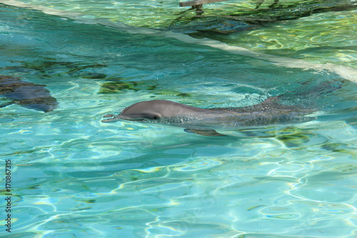 Dauphins