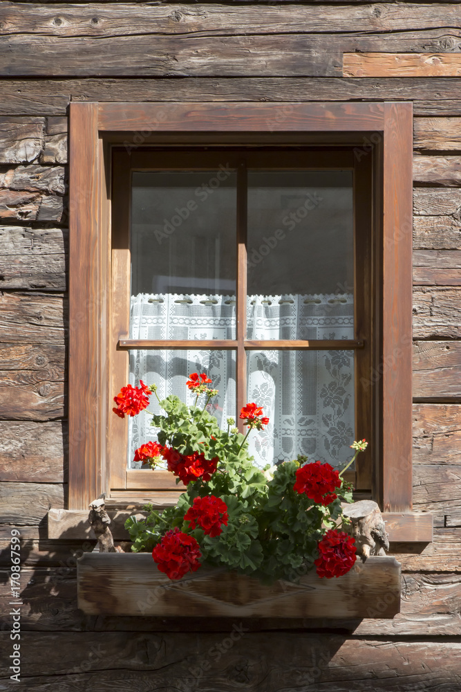 Colorful red geraniums in a window box