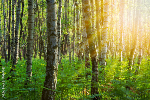 Brikenwald im Sonnenschein Hintergrund 