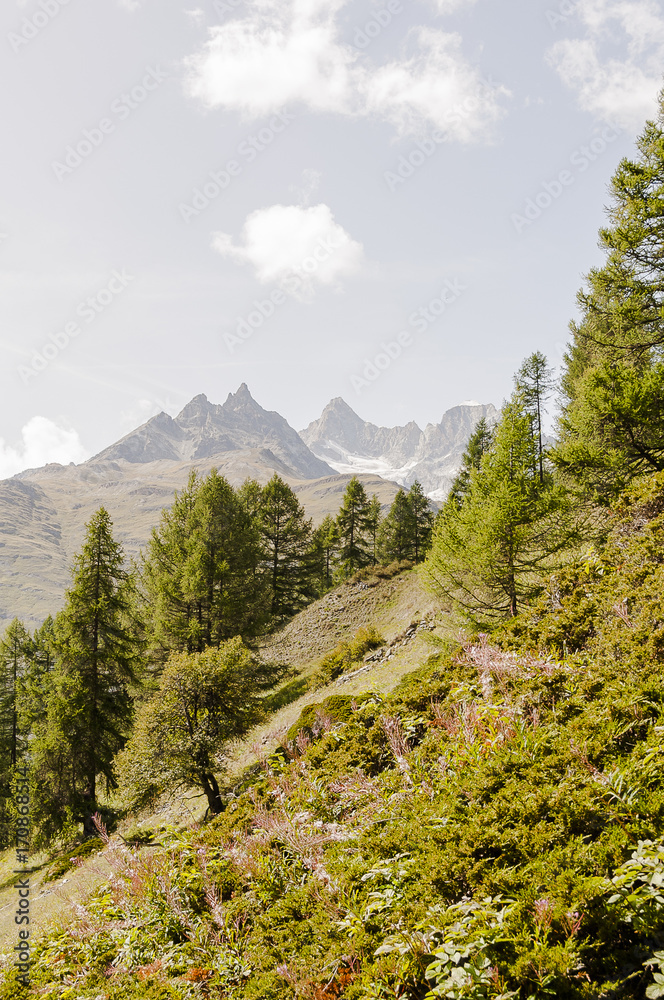 Zermatt, Wallis, Alpen, Schweizer Berge, Sunnegga, Findeln, Wanderweg, Lärchenwald, Ober Gabelhorn, Wellenkuppe, Sommer, Schweiz Zermatt, Wallis, Alpen, Schweizer Berge, Sunnegga, Findeln, Wanderweg, Lärchenwald, Ober Gabelhorn, Wellenkuppe, Sommer, Schweiz