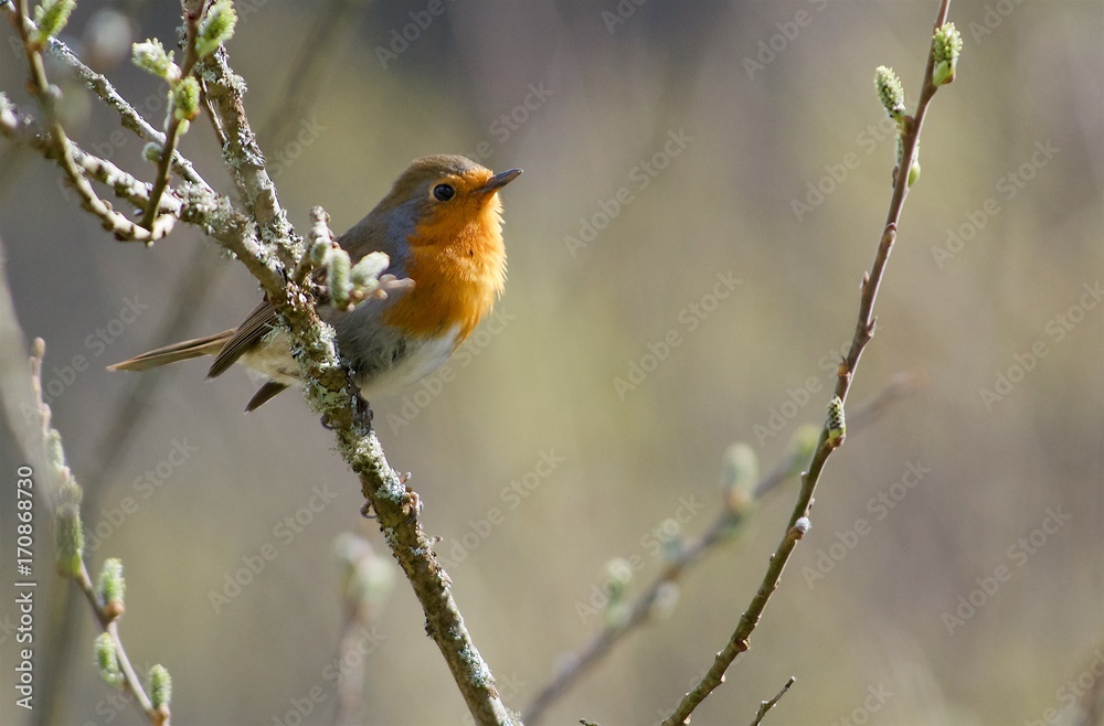 Robin in West Sweden