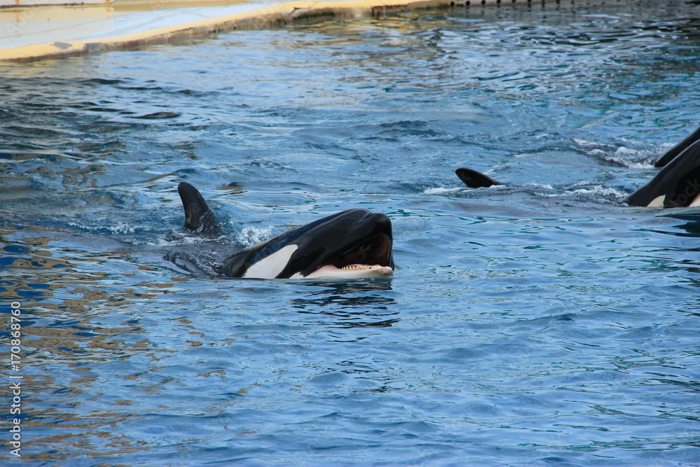 Fototapeta premium Orques