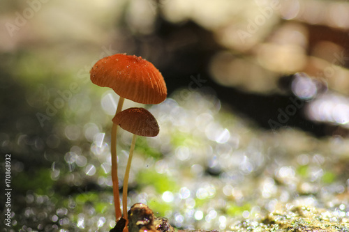 Orange mushrooms, Marasmius siccus or umbrella mushroom with Droplet