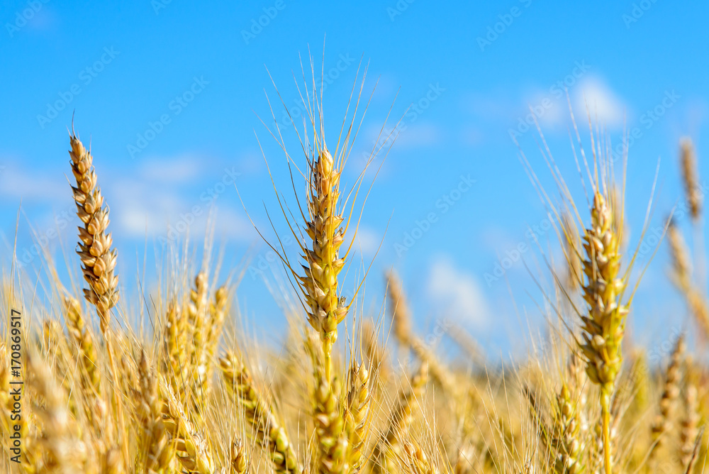 Spikes of ripe rye on the field on a sunny day Spikes of ripe rye on the field on a sunny day