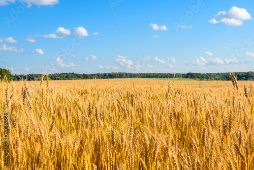 Landscape with a yellow field of ripe rye on a sunny day