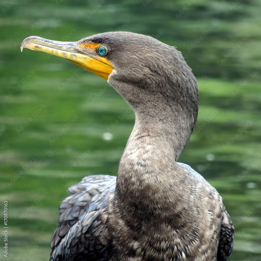 Fotografie Toronto Lake the cormorant 2017