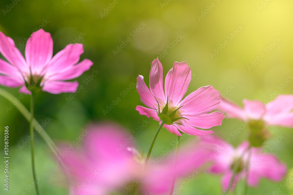 Purple flowers in sunlight . Selective soft focus Purple flowers in sunlight . Selective soft focus