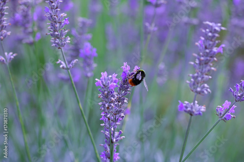 Bee on Lavender 