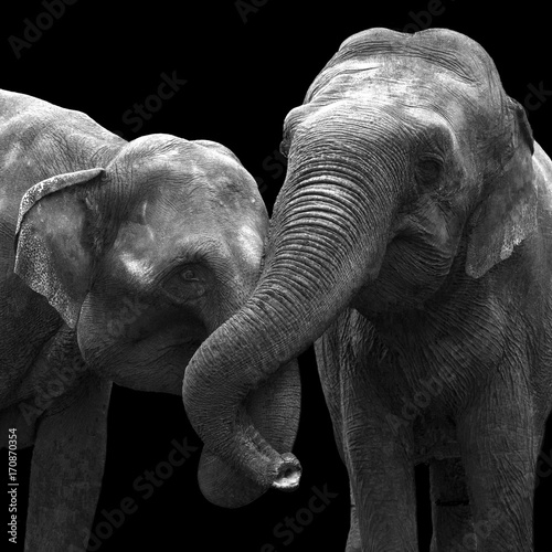 Photography Two elephants in love together isolated on a black background