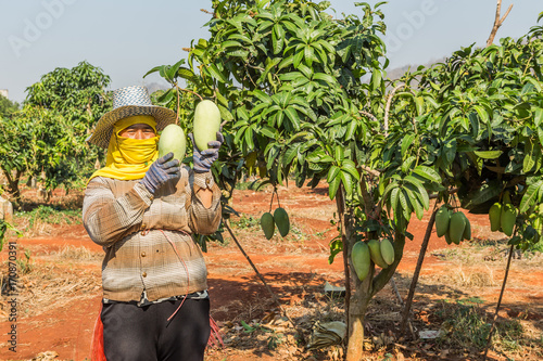 Mango in hand, Mango tree in a garden, Asia women mango harvest in the garden