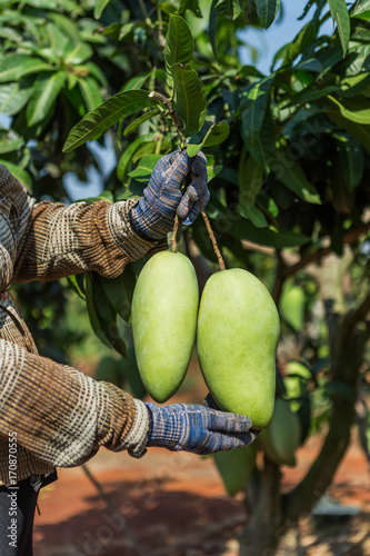Mango in hand, Mango tree in a garden, Asia women mango harvest in the garden
