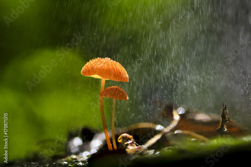 Quadro su tela Rain is falling on orange mushrooms, Marasmius siccus or umbrella mushroom