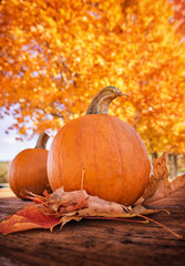 Pumpkins and autumn leaves on picnic table against golden trees in the fall