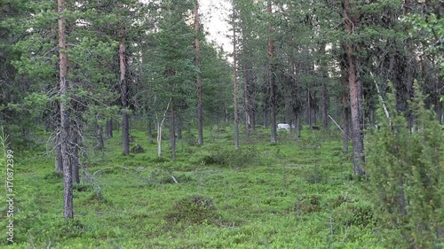 Reindeer herd on hike, Lapland, summer photo