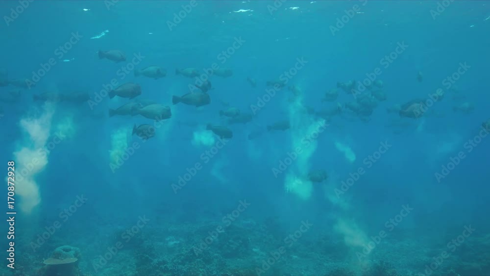 School of Humphead Parrotfishes on a coral reef. 4k footage School of Humphead Parrotfishes on a coral reef. 4k footage