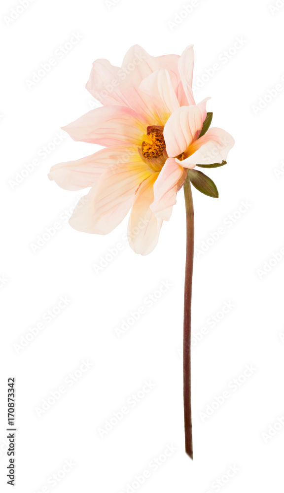 Blooming dahlia isolated on a white. Full depth of field.