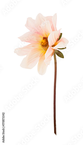Fototapeta Naklejka Na Ścianę i Meble -  Blooming dahlia isolated on a white. Full depth of field.
