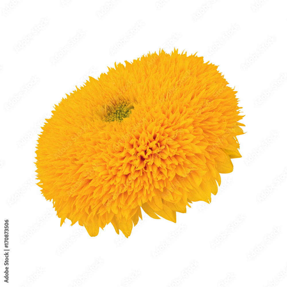 Sunflower Teddy Bear isolated on a white. Full depth of field. Sunflower Teddy Bear isolated on a white. Full depth of field.