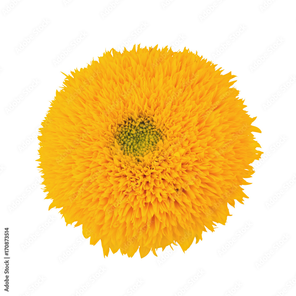 Sunflower Teddy Bear isolated on a white. Full depth of field. Sunflower Teddy Bear isolated on a white. Full depth of field.