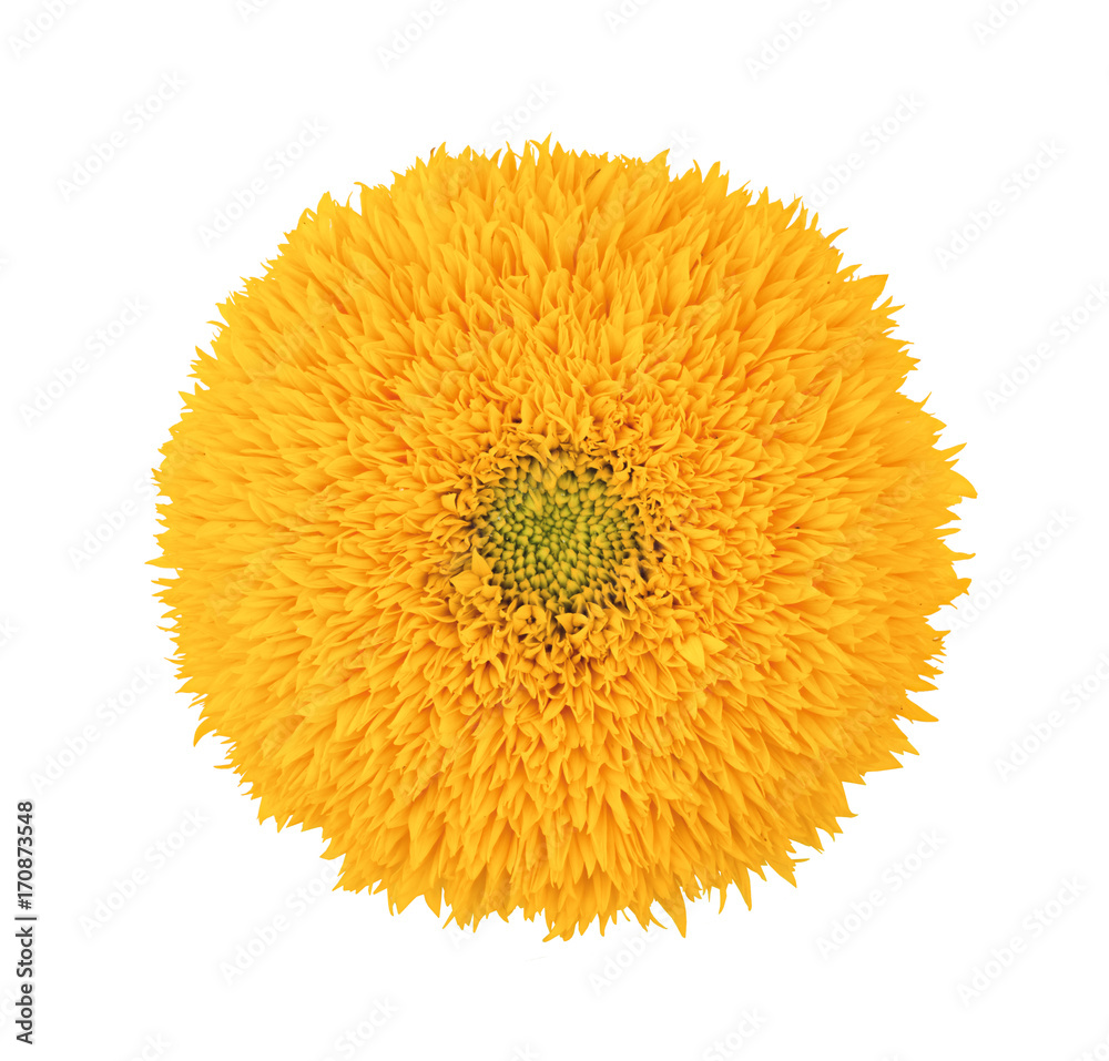 Obraz premium Sunflower Teddy Bear isolated on a white. Full depth of field.