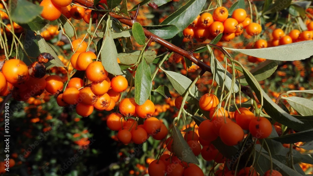 Feuerdorn - Pyracantha